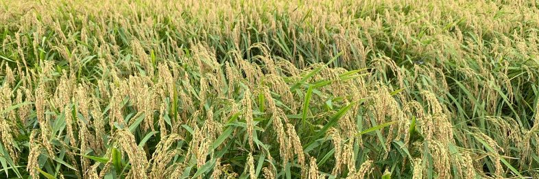 わんころアル banner