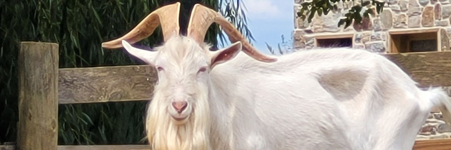 Transmission .-. . -.-. . .. --. . -.. banner