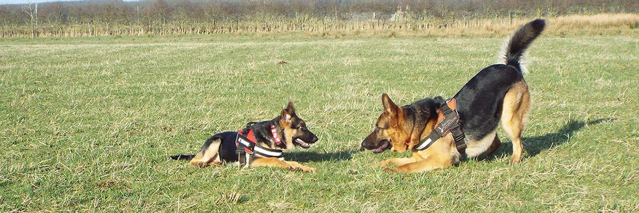 Training Lines banner