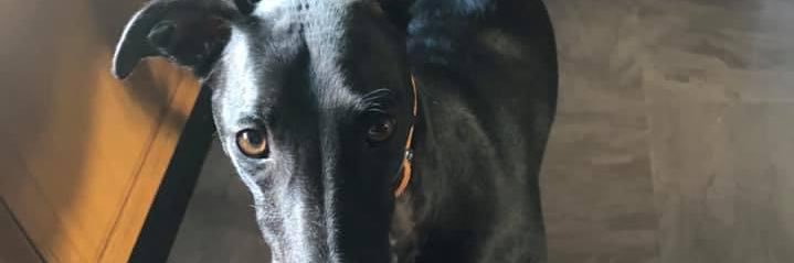 Richard Carter-Ulusoy banner