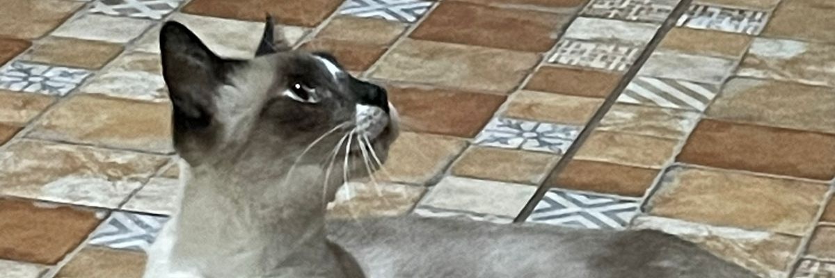 SarjArcs's profile banner image