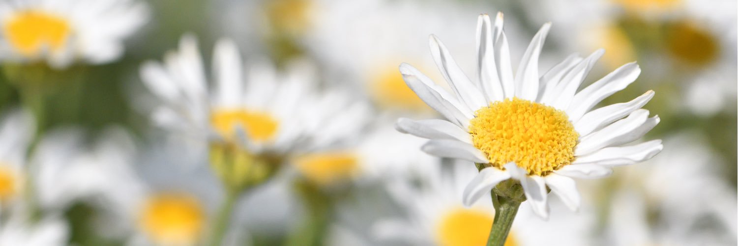 ccalo's profile banner image