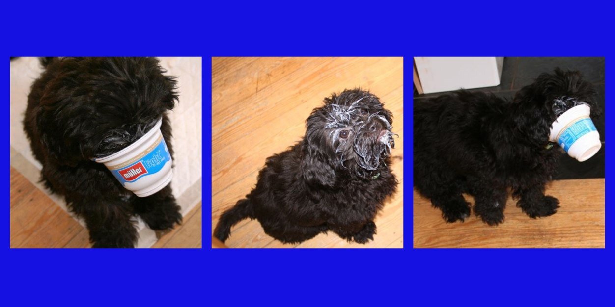 Bollidog's profile banner image
