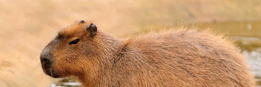 Veruxo2's profile banner image