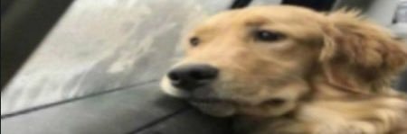 _Brunilda___'s profile banner image
