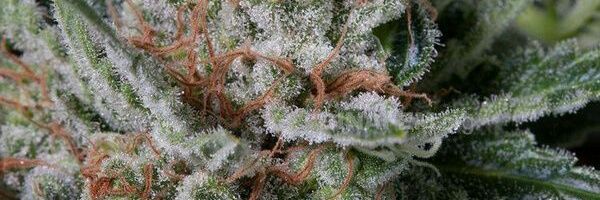 Franche420's profile banner image
