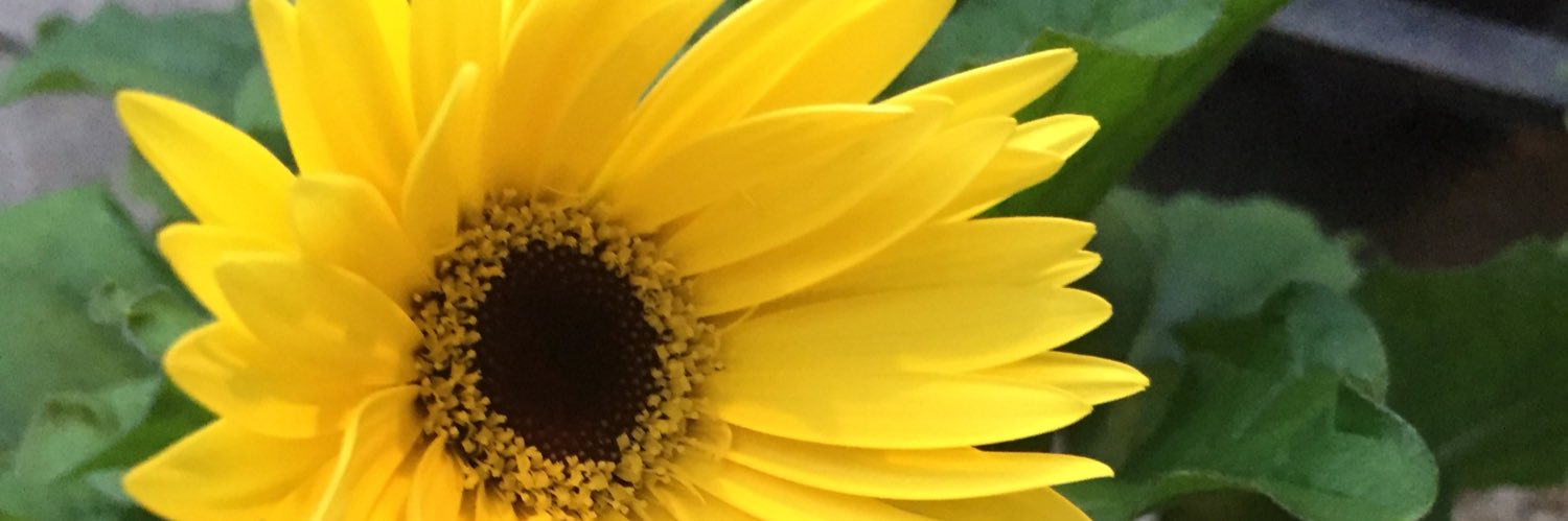 JLCellini's profile banner image