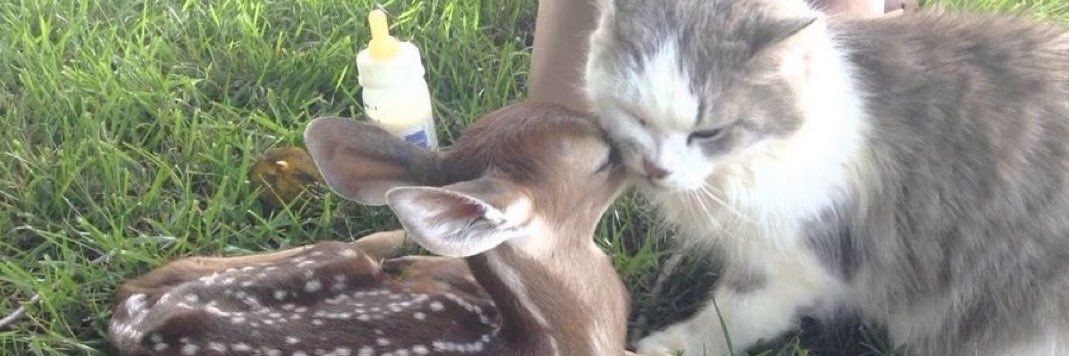 ʟᴀ ᴛᴄʜᴀᴅɪᴇɴɴᴇ 🇹🇩 banner