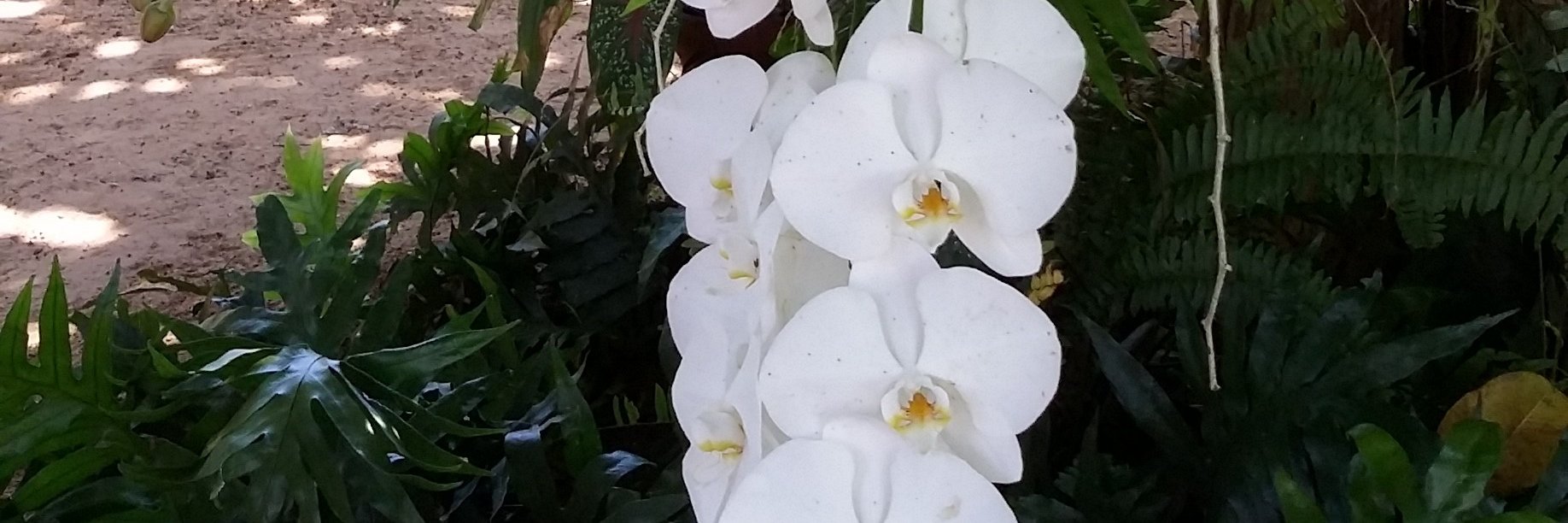 Moracra's profile banner image