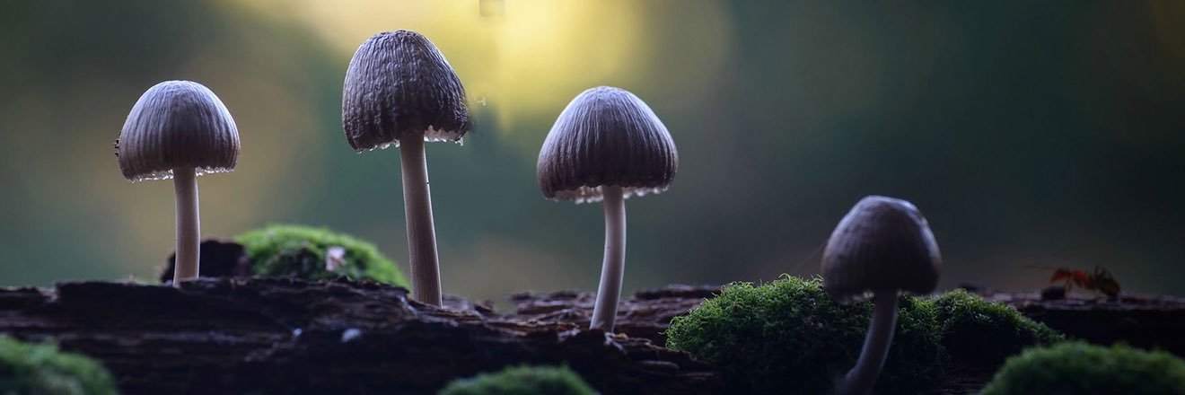 Cryptomushroons banner