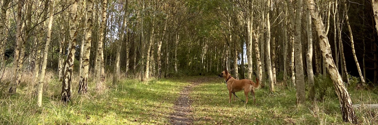 LStrefford's profile banner image