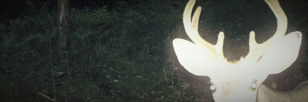 mrselfdesfucked's profile banner image