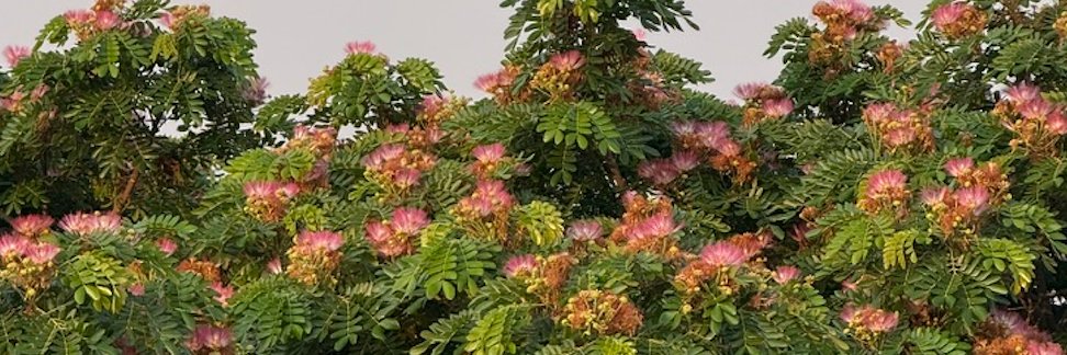 A Sceptical Man banner