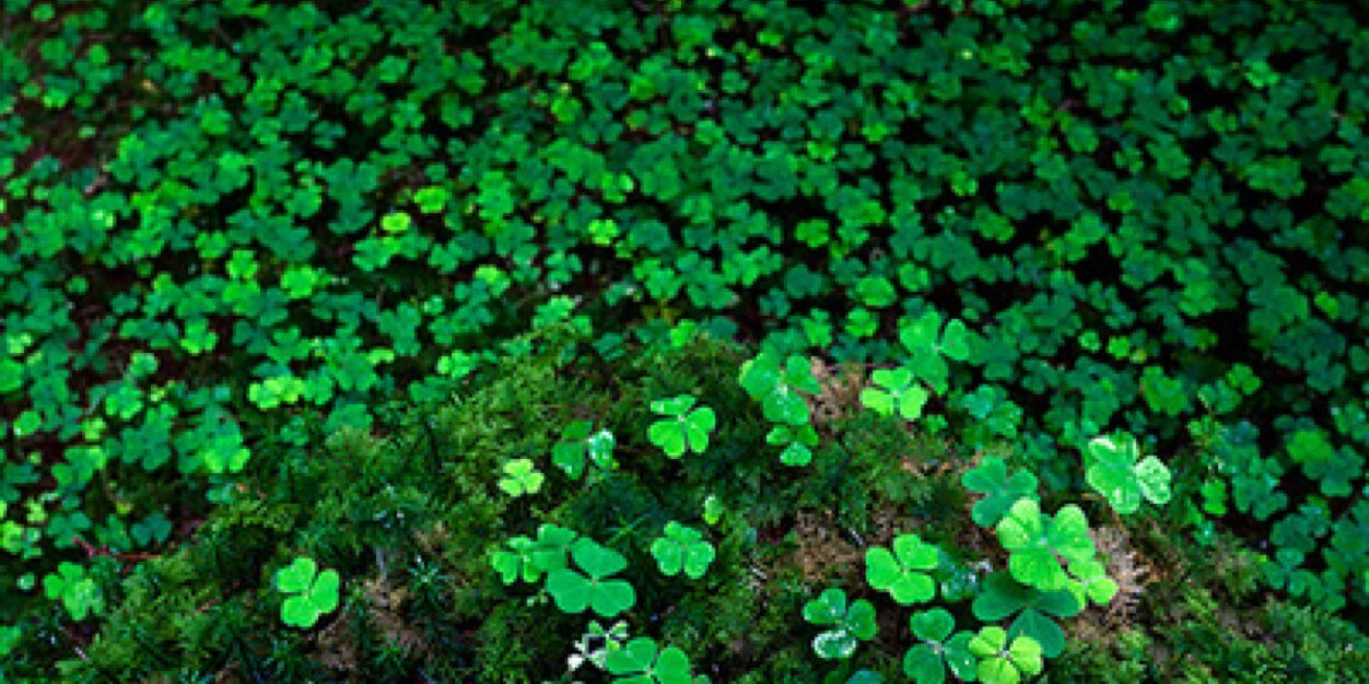 Lu' banner