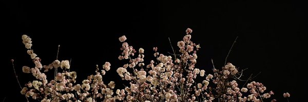 band_wozniak Profile Banner