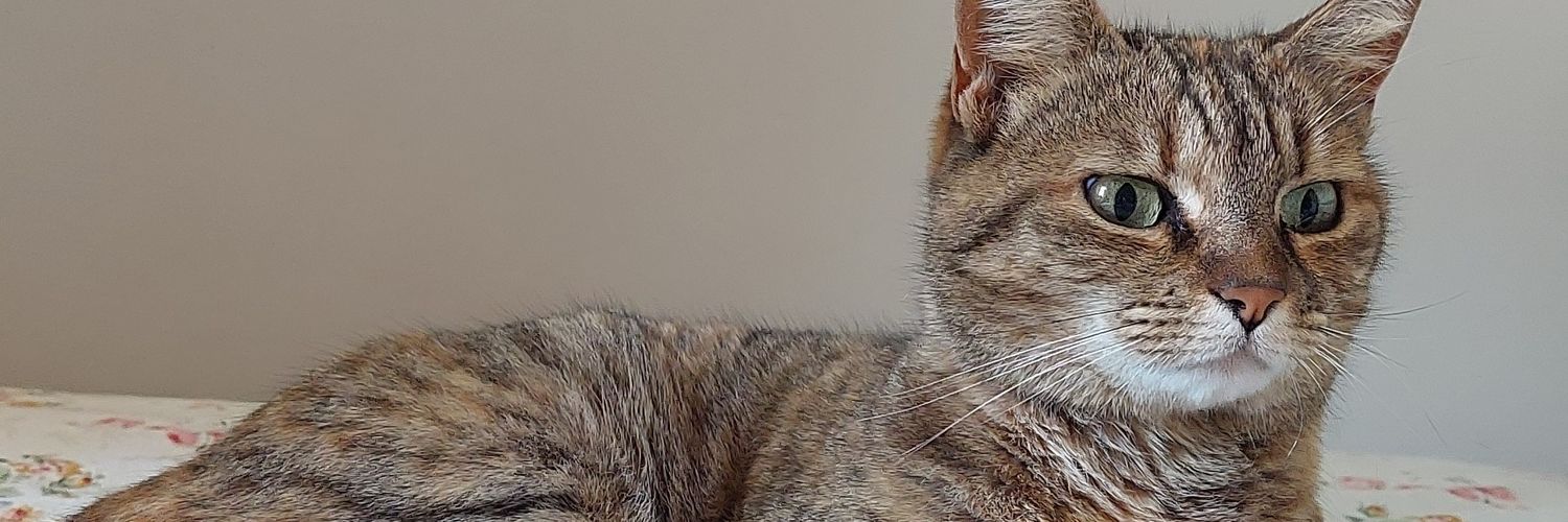 VacaEve's profile banner image