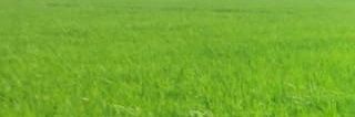 Raagul banner