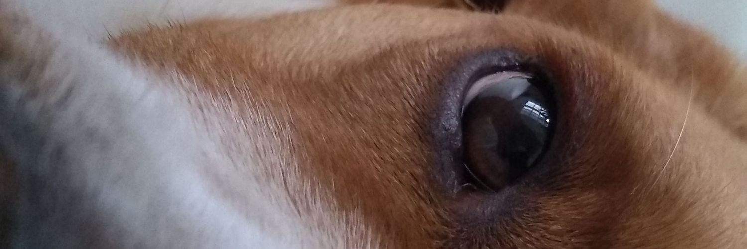 zoebeltran_'s profile banner image
