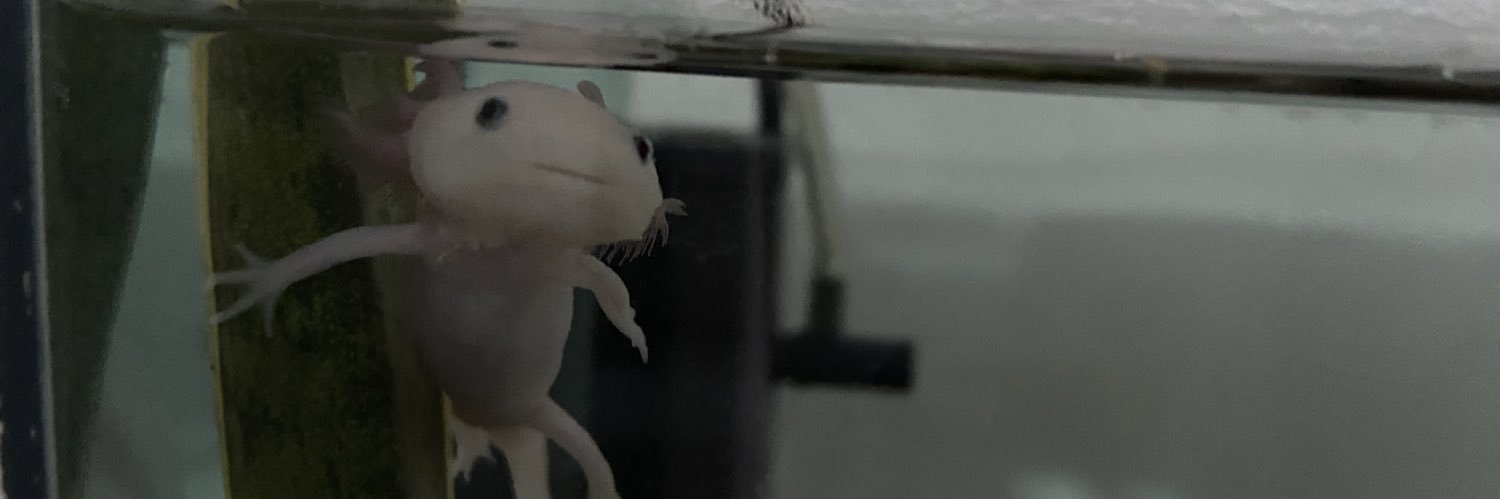 AgusTorcasso's profile banner image