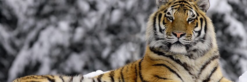 manthanp16's profile banner image