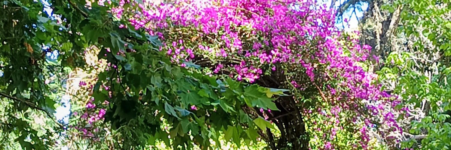 Verónica banner
