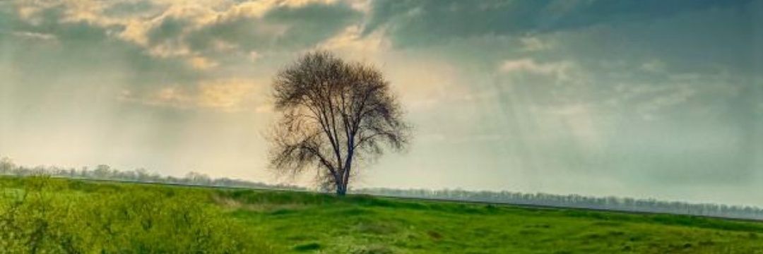 Tygerivey's profile banner image