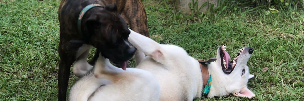 dogg9305's profile banner image