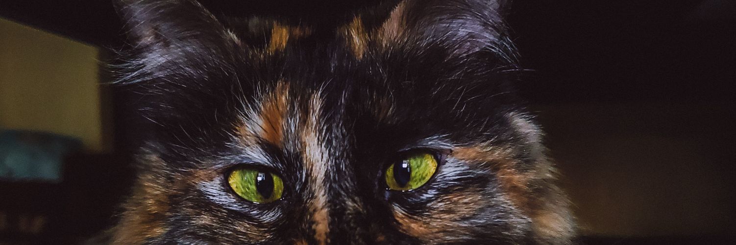 AnnaCV_96's profile banner image