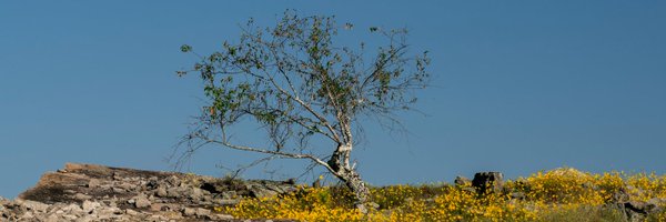 Cizauskas Profile Banner