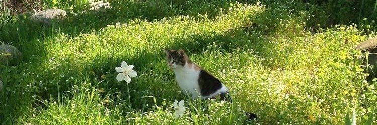advm_ss's profile banner image