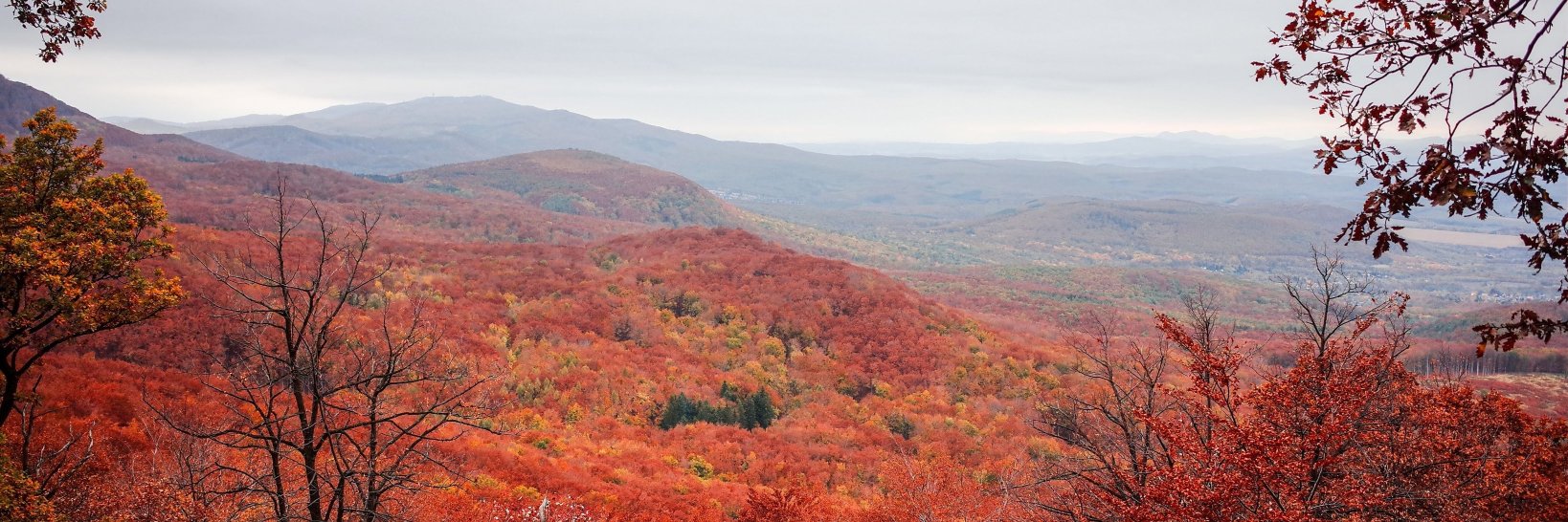 Gabor Halaszvari banner