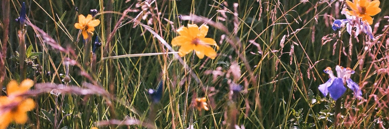 sam 🌸 (they/she) banner