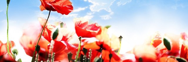 mary_eble's profile banner image