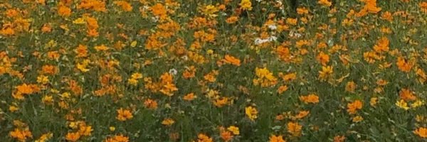 beeteepy Profile Banner