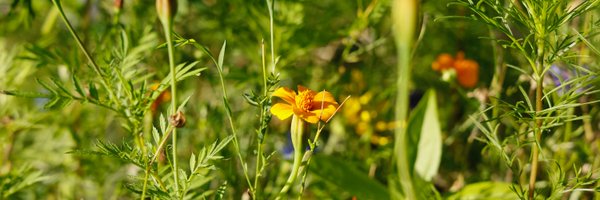 karinjanner Profile Banner