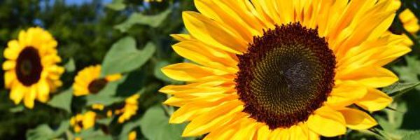 JessicaSSmyth Profile Banner