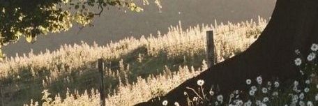 Matcha banner