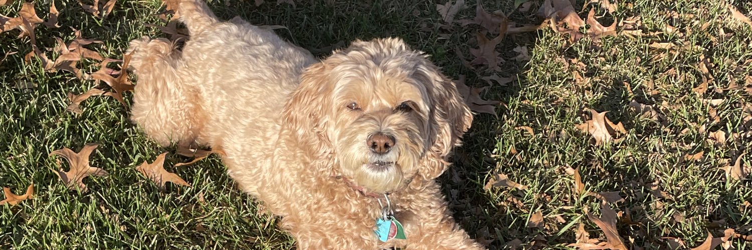 TracyGehman's profile banner image