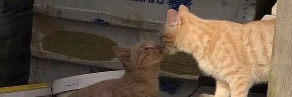 jorjoriscoming Profile Banner