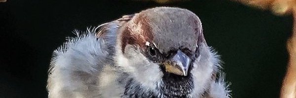 BauteElise Profile Banner