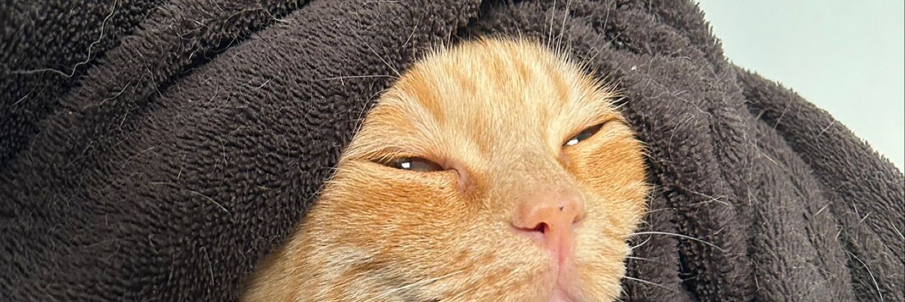 antoniozap's profile banner image