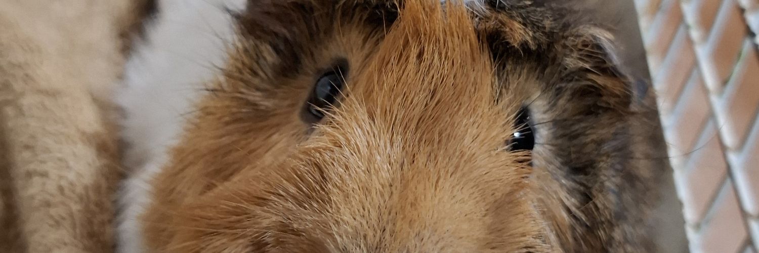 Miileva's profile banner image