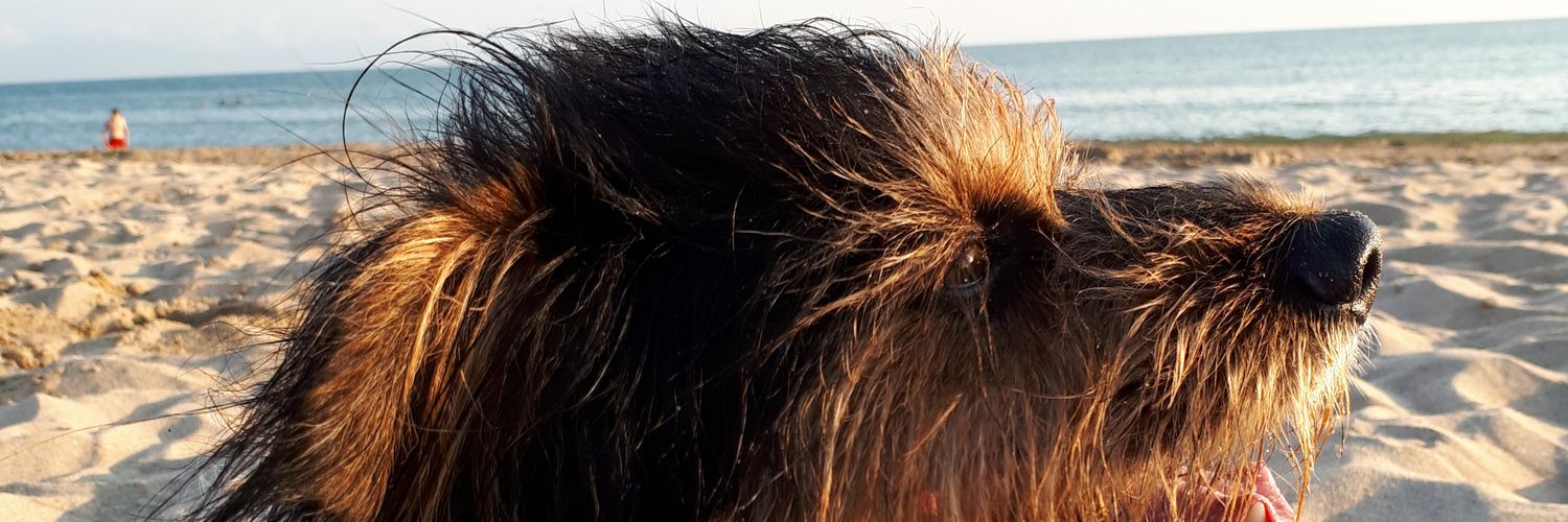 o_pestolas's profile banner image