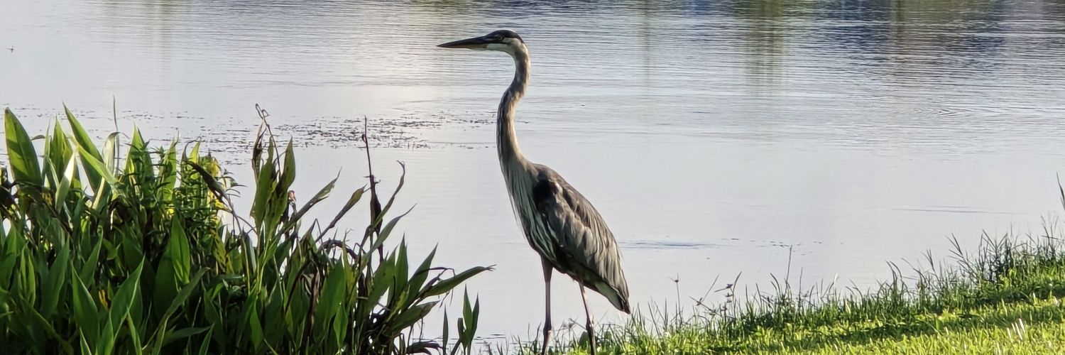 DesertPlotPulse🎗 banner