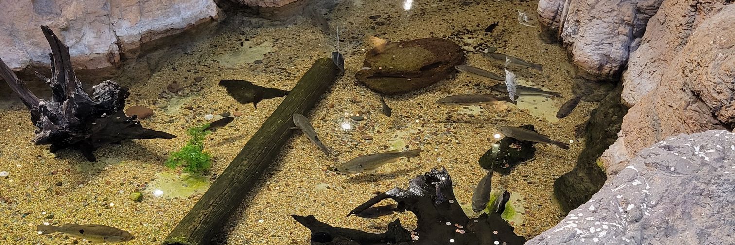 Long Enupf🐲🪻dragon vtooby banner