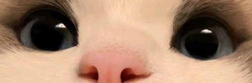 𝑲𝒊𝒍𝒍𝒔𝒉𝒐𝒕𝒔 ฅ^•ﻌ•^ฅ banner