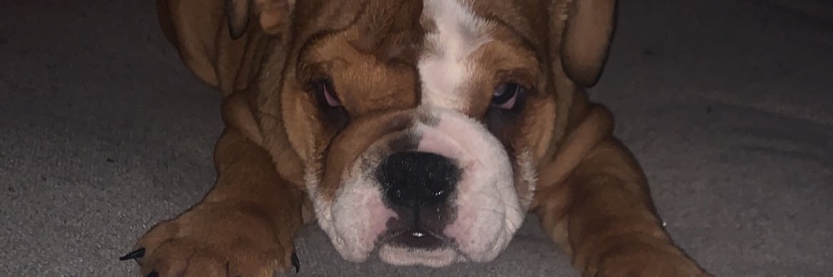 Pimp_Taylor's profile banner image