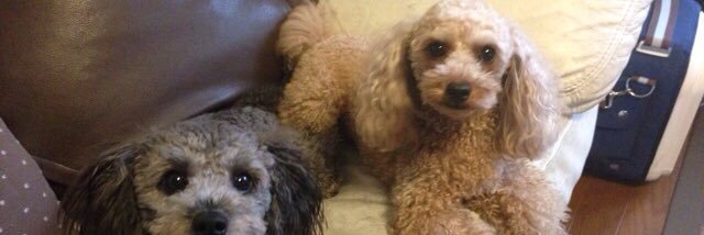 レジスタ💫💫⭐︎💫💫 banner