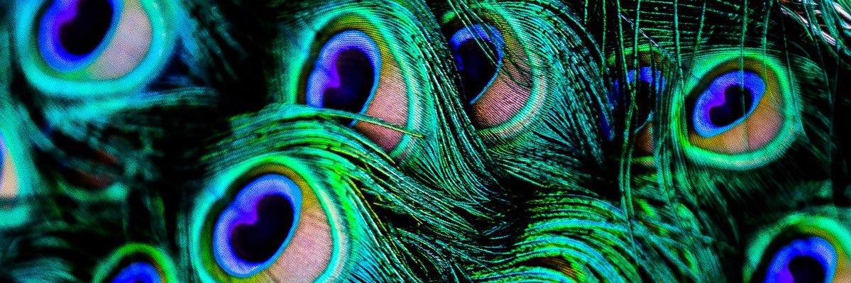 coo_chick's profile banner image