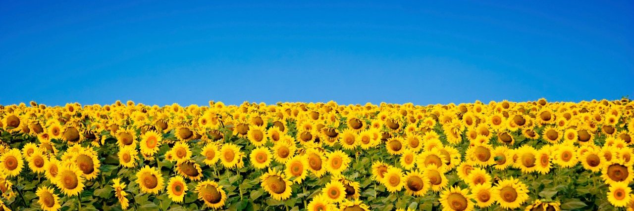 Safa Bee 🌻 🇺🇦 (she/fae) banner